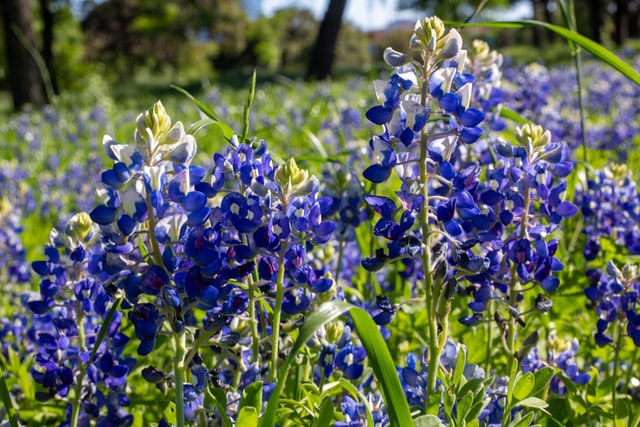 delaney-van-Bluebonnets-unsplash